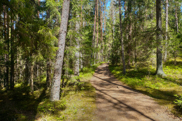 Fototapeta na wymiar Beautiful green forest with a walking path.