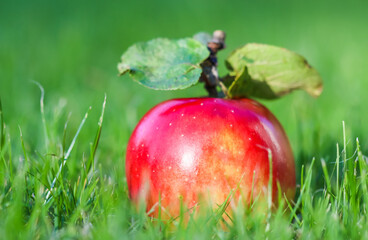 Red yellow apple on a background of green grass on a sunny autumn day