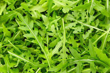 Fresh organic rucola or rocket leaves salad texture background.