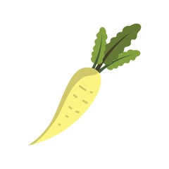 white turnip