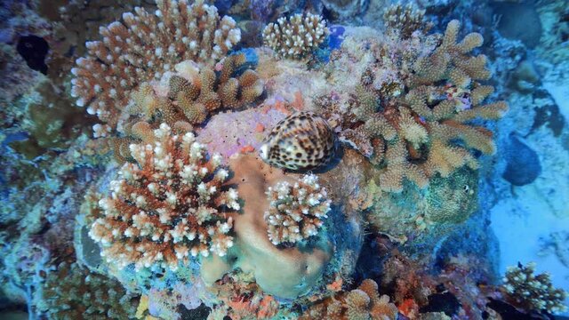 Tiger cowrie at the bottom of the reef
