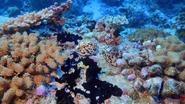 Tiger cowrie at the bottom of the reef
