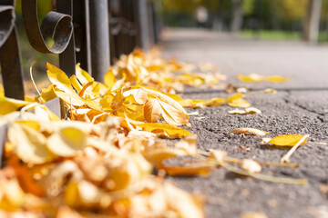 Walkway in the park with green trees along the side and a fence (Singapore Botanic Gardens)