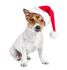 Cute funny dog in Santa hat on white background
