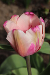 Pink tulip flower in the city spring garden