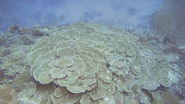 Maldivian hard corals at the bottom of the reef
