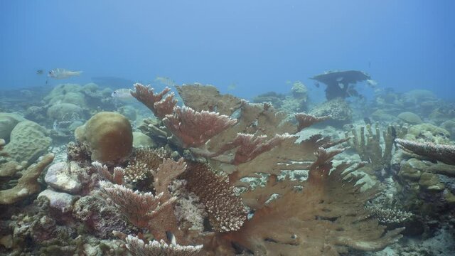 Maldivian hard corals at the bottom of the reef
