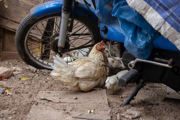 Obraz premium A white hen sitting under a blue bike in the street