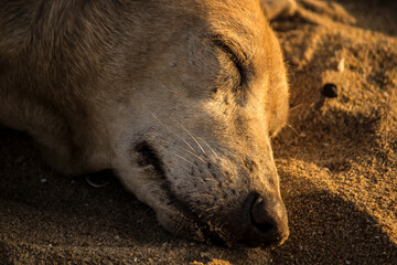 Fototapeta premium Close up portrait of an indie stray dog sleeping on sand during the golden hour