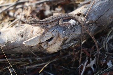 Lizard spotted in Scottsdale Arizona 
