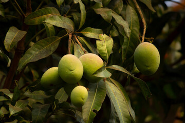 Bunch of raw unripe green mangoes hanging from the branch of a lush mango tree