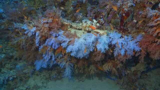 Maldivian colorful soft corals hanging from the ceiling of a cave
