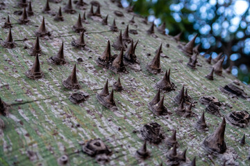 Stacheln am Baumstamm des Ceiba Baum