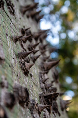 Stacheln am Baumstamm des Ceiba Baum