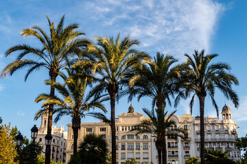 Palmen am Rathausplatz  in Valencia Spanien