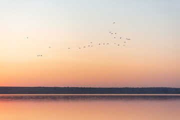 Fototapeta na wymiar Group of birds flying over the lake with evening sunset. Beautiful view of nature.