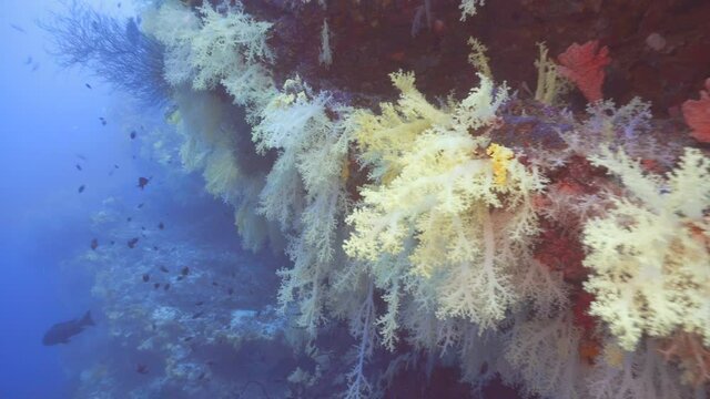 Maldivian colorful soft corals hanging from the ceiling of a cave

