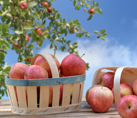roup of red apples in little basket on a wooden table in front of branch of apple tree on blue sky