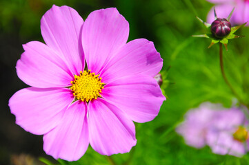 Obraz premium Pink garden cosmos flower in the garden of the nature.