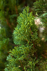 The Cypress foliage