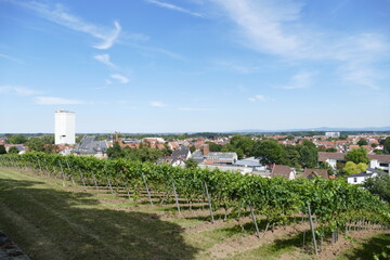 Blick auf die Häuser von Osthofen / Rheinhessen mit Weinbergen