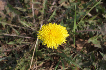 dandelion in the grass