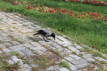 crow in the garden