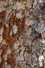 The  tree bark