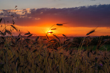 Obraz premium Ein schöner Sonnenuntergang mit Wolken am Himmel über einem Getreidefeld im Sommer