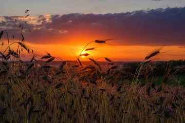 Papier Peint photo Lavable Bordeaux Ein schöner Sonnenuntergang mit Wolken am Himmel über einem Getreidefeld im Sommer