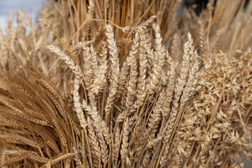 Fototapeta premium Erntedank: Ein Bündel an hellem Getreide / Weizen 