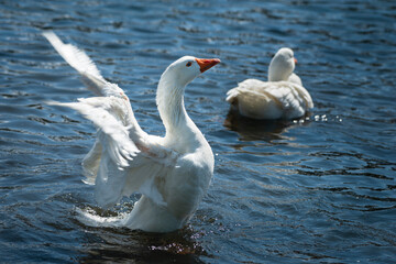 A white goose flapping its wings in water, with blurred wings showing the motion.