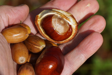 acorns and chestnuts in a hand in a Dutch garden in September. Netherlands