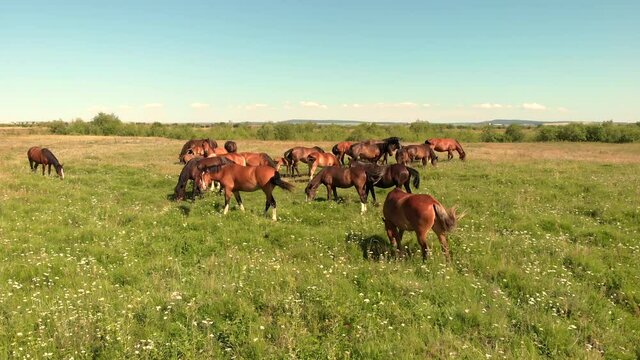 Various brown horses stand on green meadow and graze grass on the farmland, aerial view. Group of farming animals on pasture. Rural scene.