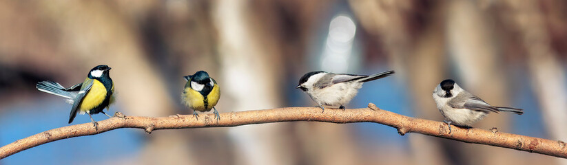 four beautiful little birds of Tits sitting on a branch in Sunny garden © nataba