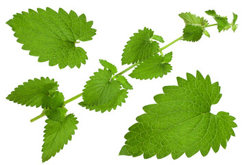 Catnip lemon mint leaf collection