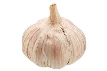 Garlic vegetable isolated