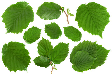 Hazelnut leaf collection on white