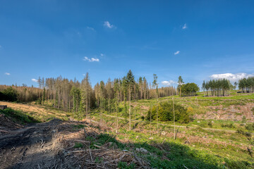 Deforested landscape, harvested forest in countryside after bark beetle attack calamity. Vysocina, Puklice Jihlava in Czech Republic, European landscape