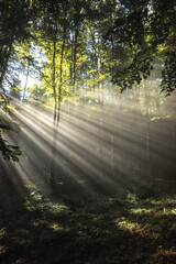 Obraz premium sun rays through the beech trees in the forest. Wonderful nature landscape