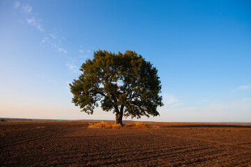 A lone large oak tree in the middle of an agricultural field.