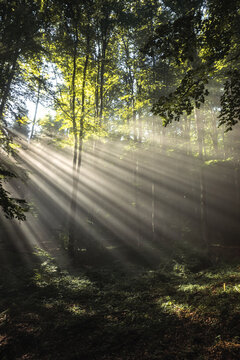 sun rays through the beech trees in the forest. Wonderful nature landscape