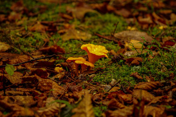 Yellow chanterelles in a beautiful autumn forest with mushrooms and leaves