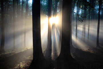 beautiful panorama landscape with sun and forest and meadow at sunrise. sun rays shine through trees.