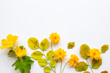 yellow flowers cosmos, leaf in autumn season arrangement flat lay postcard style on background white 
