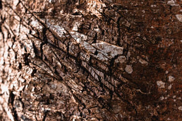 A textura liza de um tronco.