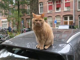 cat on the roof of a car in the streets of amsterdam