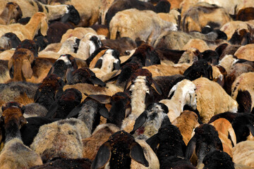 A group of adult and young Goats walking together in a field.