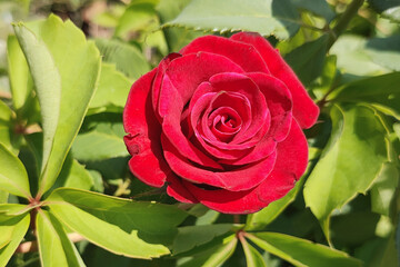Beautiful red rose bud close-up on green virginia creeper background.