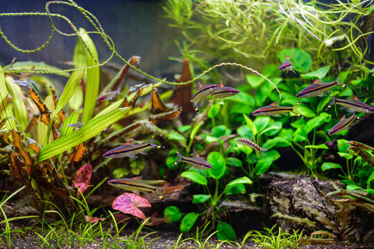 Denisoni barbus (Puntius denisonii, Sahyadria denisonii ) group of fish in freshwater aquarium.